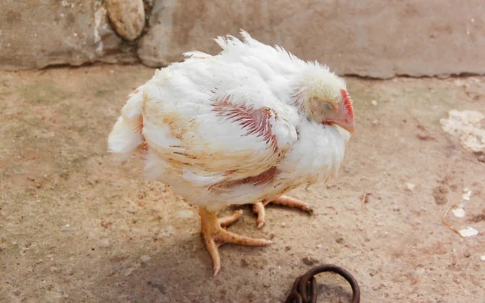 Infectious Bursal Disease (Gumboro)