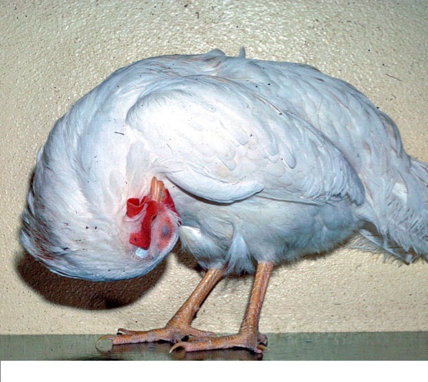 Infectious Bursal Disease (Gumboro)